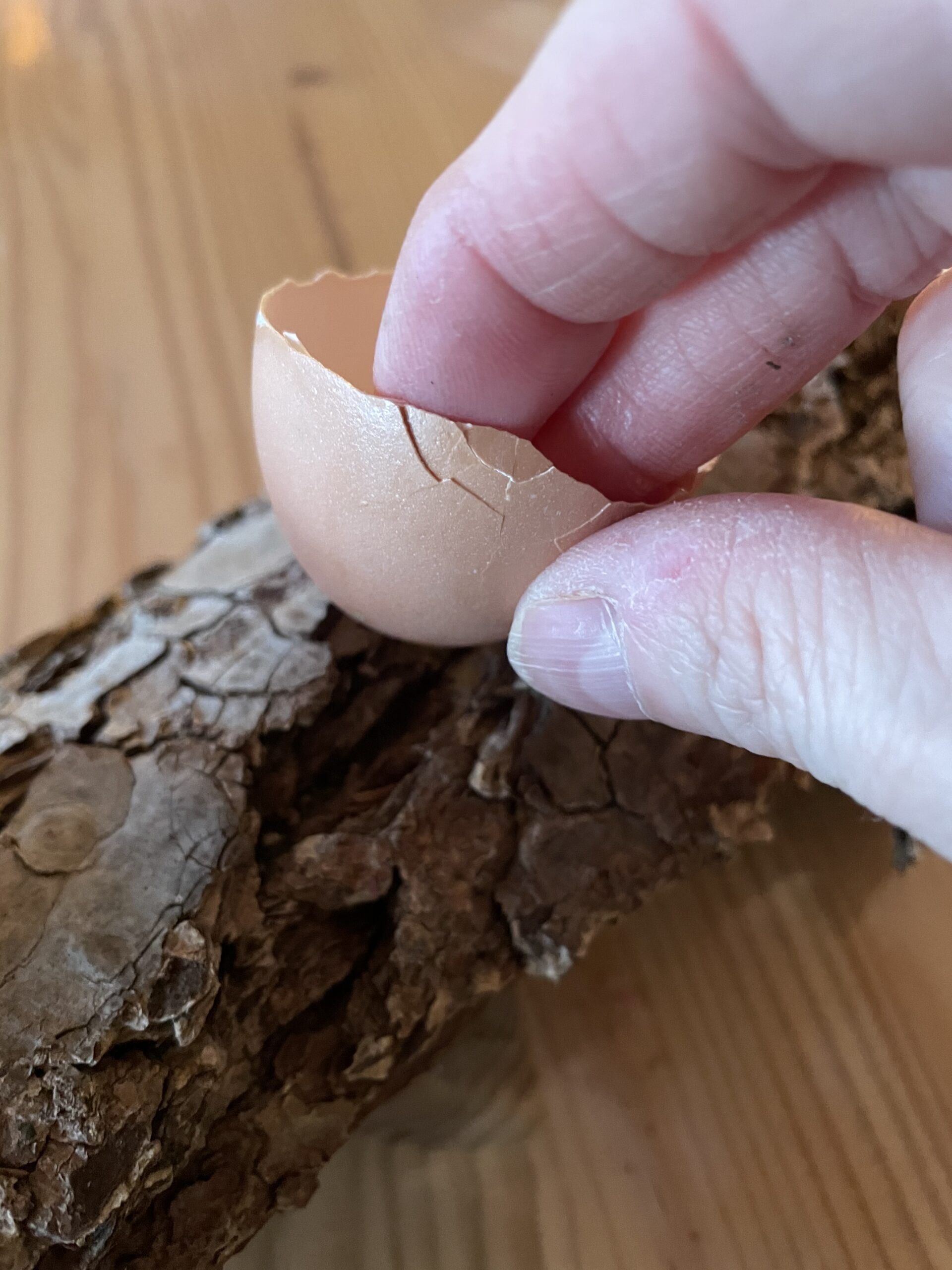 Bild zum Schritt 5 für das Bastel- und DIY-Abenteuer für Kinder: 'Klebt die Eierschalen mit einem Heißklebepunkt fest. Achtung im Umgang...'