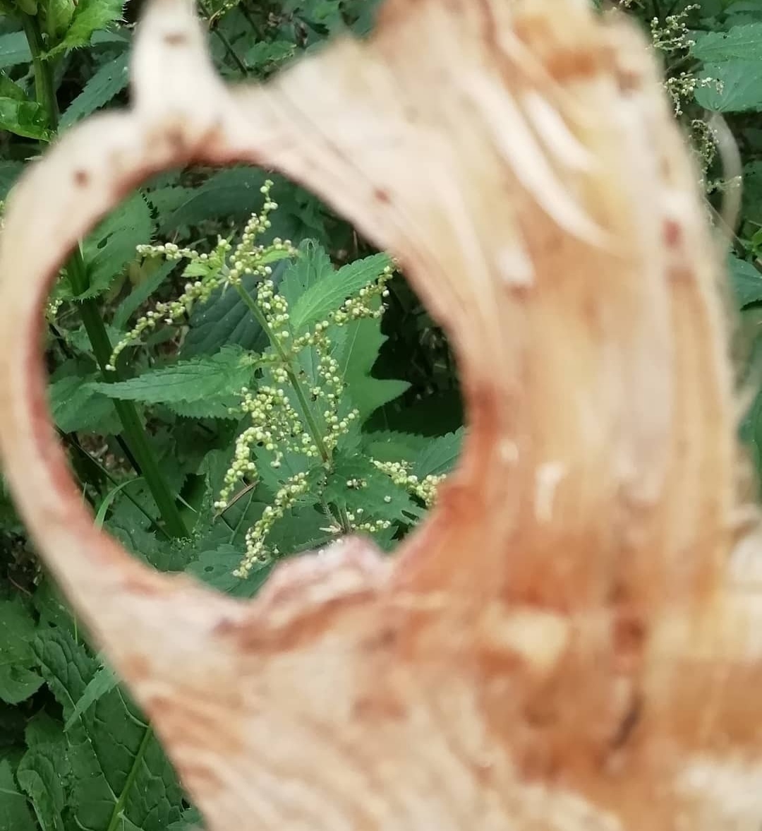 Bild zum Schritt 2 für das Bastel- und DIY-Abenteuer für Kinder: 'Wenn ihr eine Waldlupe findet, dann schaut mit einem Auge...'