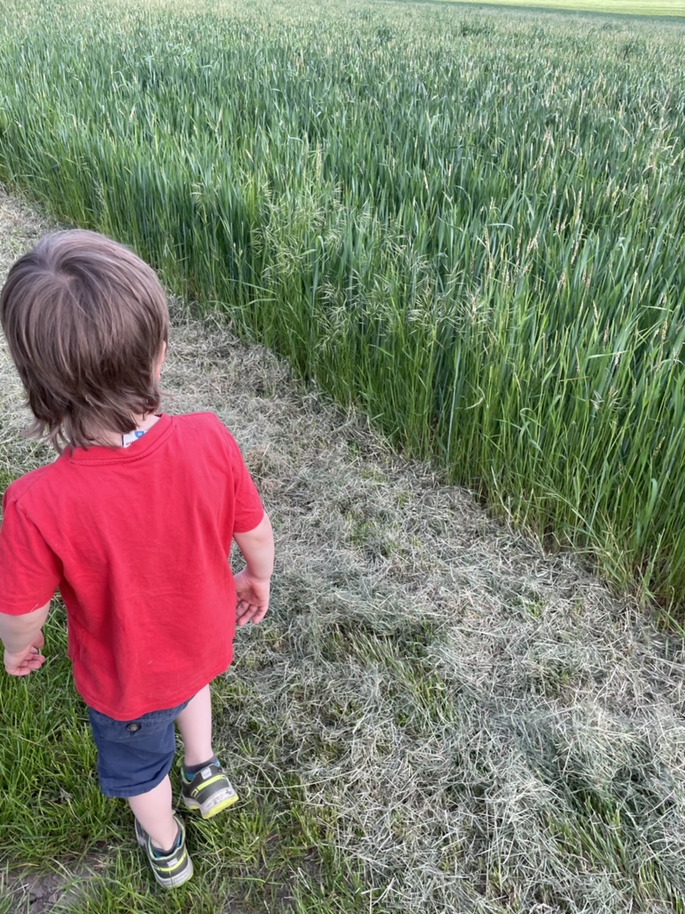 Bild zum Schritt 1 für das Bastel- und DIY-Abenteuer für Kinder: 'Haltet bei einen Spaziergang vorbei an Getreidefeldern, egal zu welcher...'