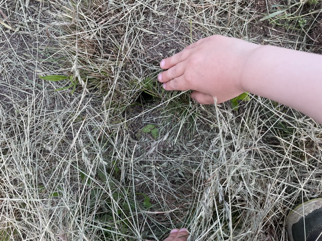 Bild zum Schritt 5 für das Bastel- und DIY-Abenteuer für Kinder: 'Besonders leicht sind die Löcher zu finden, wenn das Gras...'