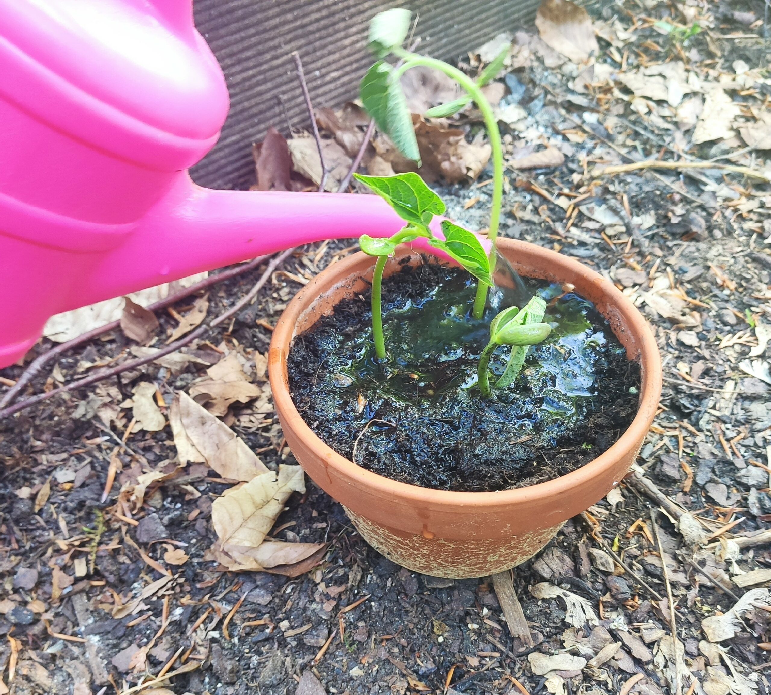 Bild zum Schritt 18 für das Bastel- und DIY-Abenteuer für Kinder: 'Zum Schluss gießt ihr die frisch eingesetzten Pflanzen vorsichtig. ...'