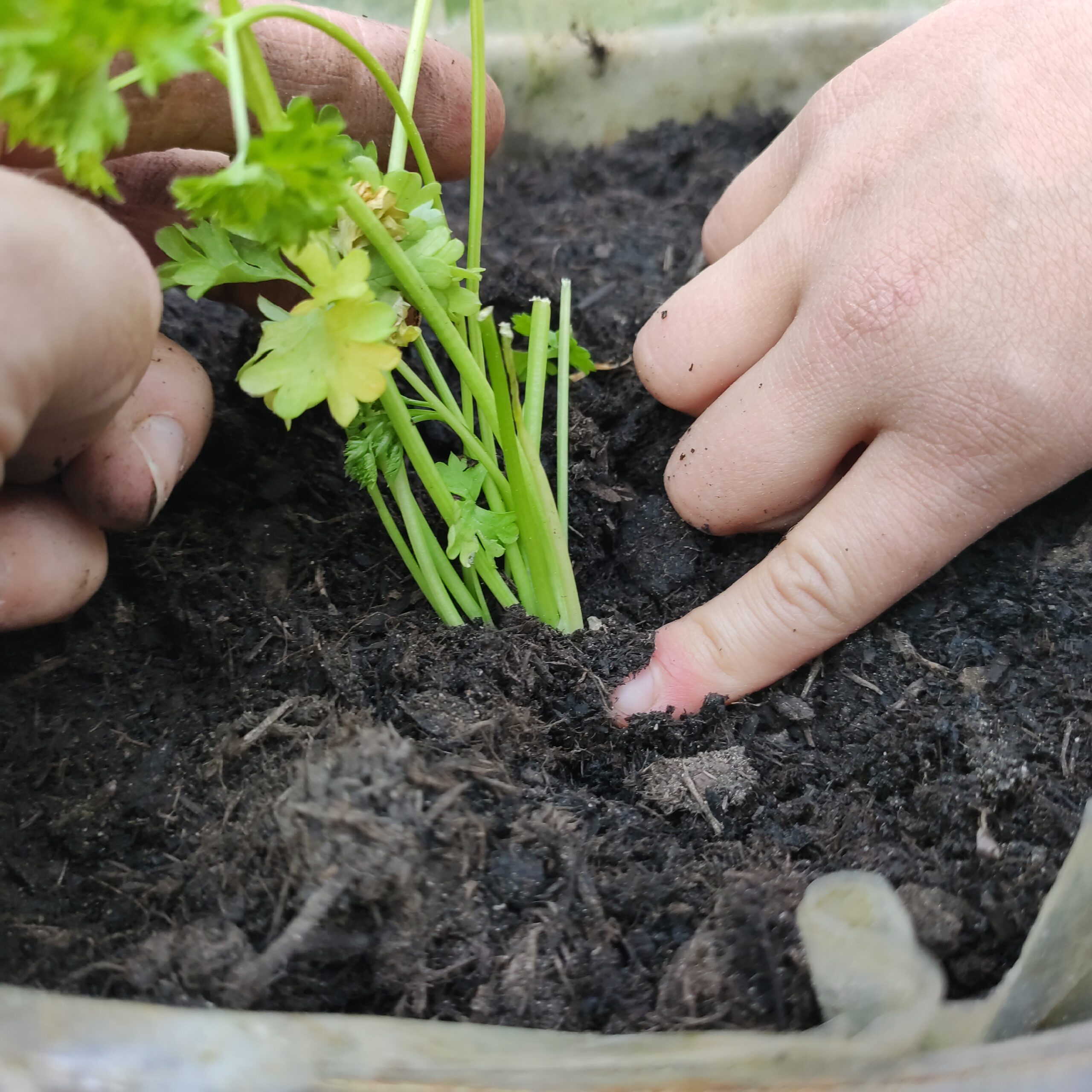 Bild zum Schritt 5 für die Kinder-Beschäftigung: 'Drückt dann die Erde um die Pflanzen vorsichtig an. ...'