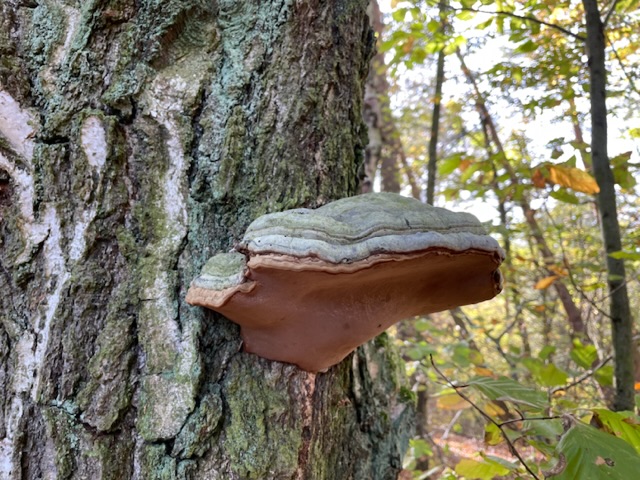 Bild zum Schritt 10 für das Bastel- und DIY-Abenteuer für Kinder: 'Auftrag: Haltet Ausschau nach einem Baum an dem ein Pilz...'