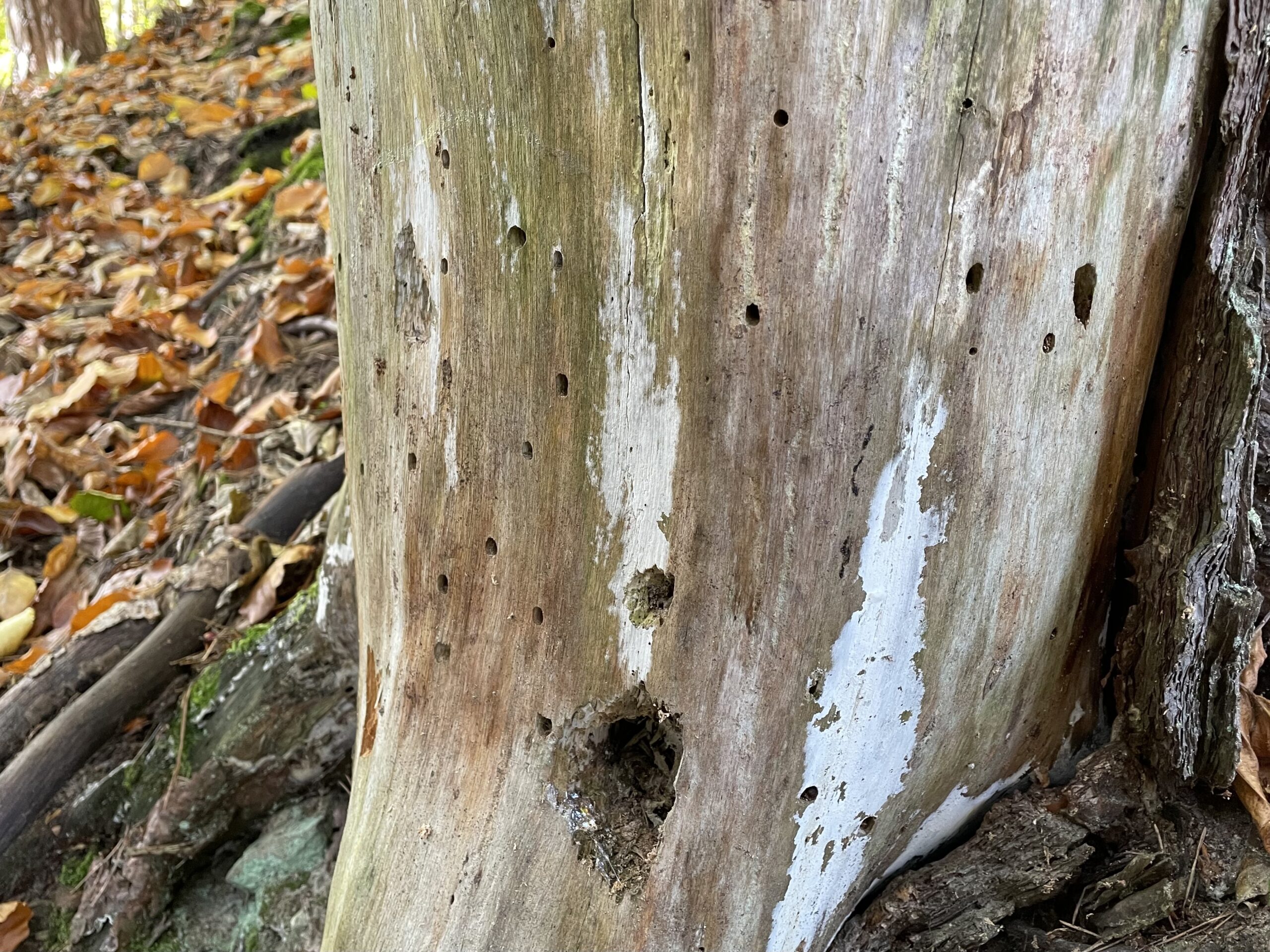 Bild zum Schritt 12 für das Bastel- und DIY-Abenteuer für Kinder: 'Auftrag: Sucht einen Baumstamm (oder Baumstumpf oder bereits gefällten Baum)...'