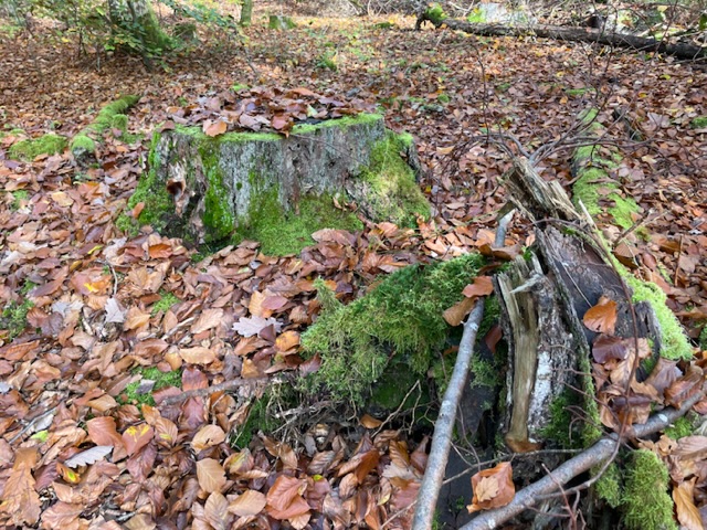 Bild zum Schritt 7 für das Bastel- und DIY-Abenteuer für Kinder: 'findet einen Baumstumpf auf dem Moos wächst.'