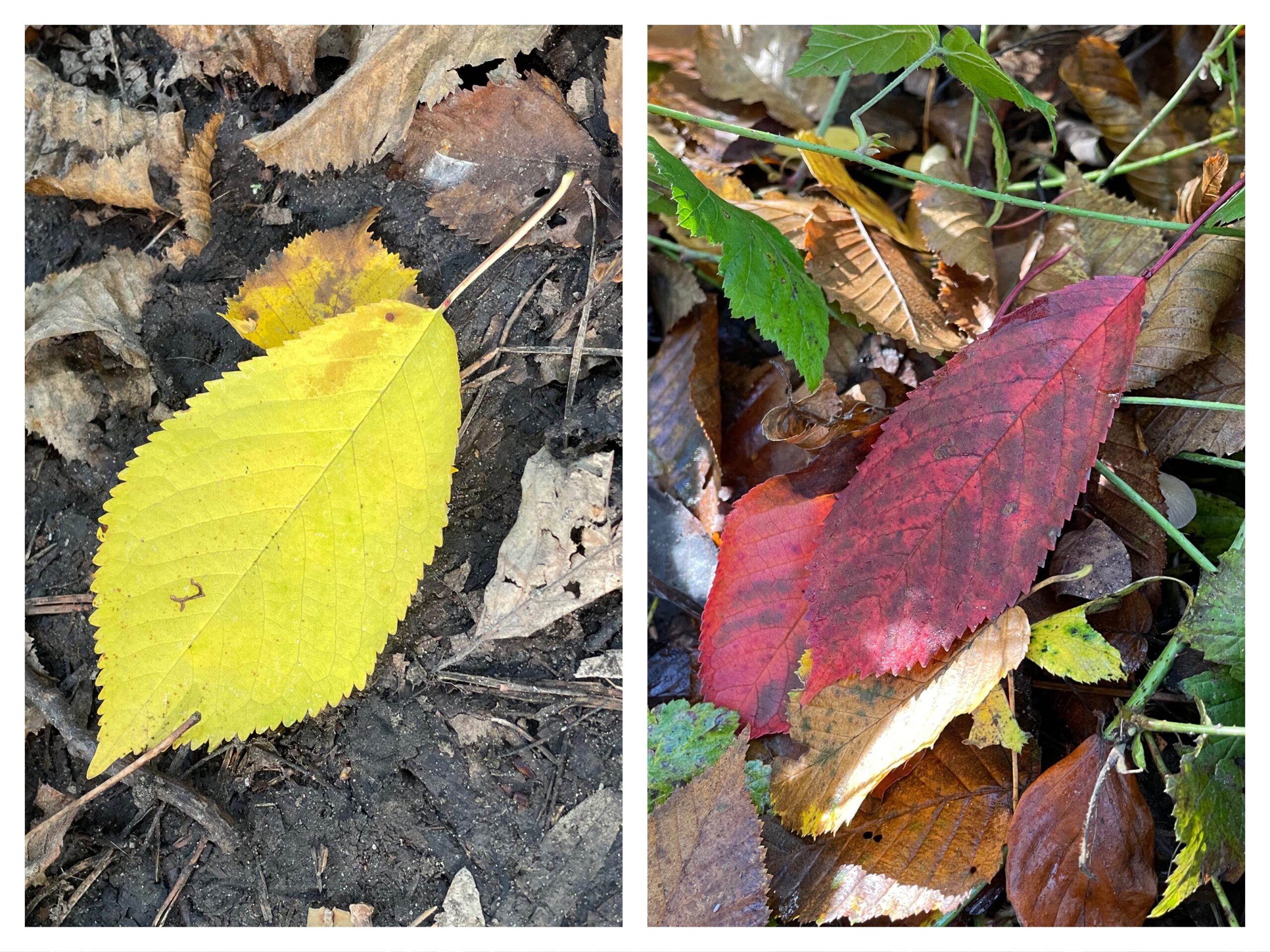 Bild zum Schritt 5 für das Bastel- und DIY-Abenteuer für Kinder: 'Bunte Blätter v.a. Im Herbst sind sehr gut zu merken!'