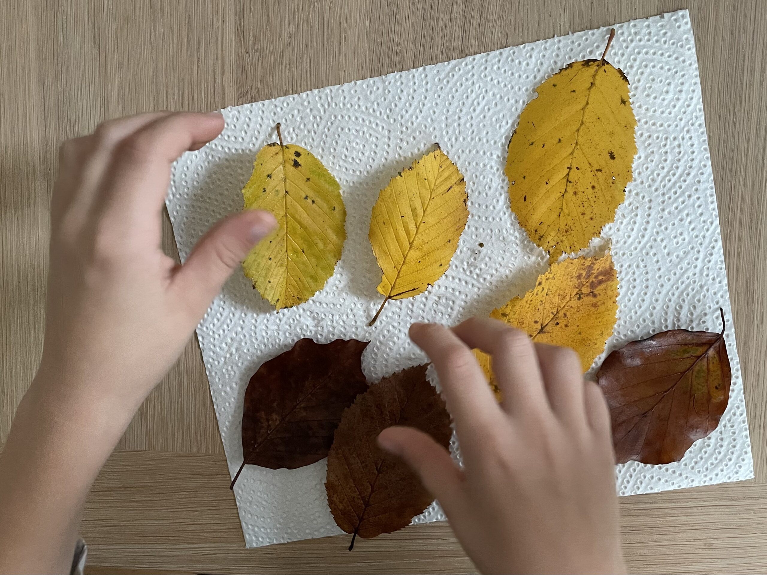 Bild zum Schritt 1 für das Bastel- und DIY-Abenteuer für Kinder: 'Legt euch frische, längliche Blätter in zwei verschiedenen Farben, in...'