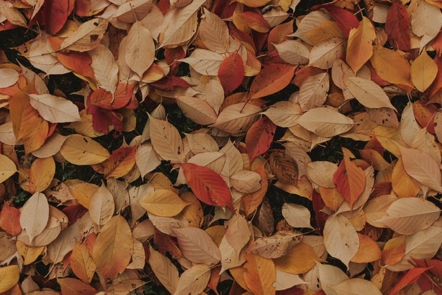 Bild zum Schritt 4 für das Bastel- und DIY-Abenteuer für Kinder: '... einen Blätterhaufen unter dem ein Igel  im Herbst...'