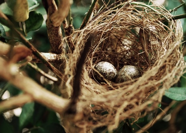 Bild zum Schritt 15 für die Kinder-Beschäftigung: '... ein Nest, das sich ein Vogel gebaut hat! Achtung:...'