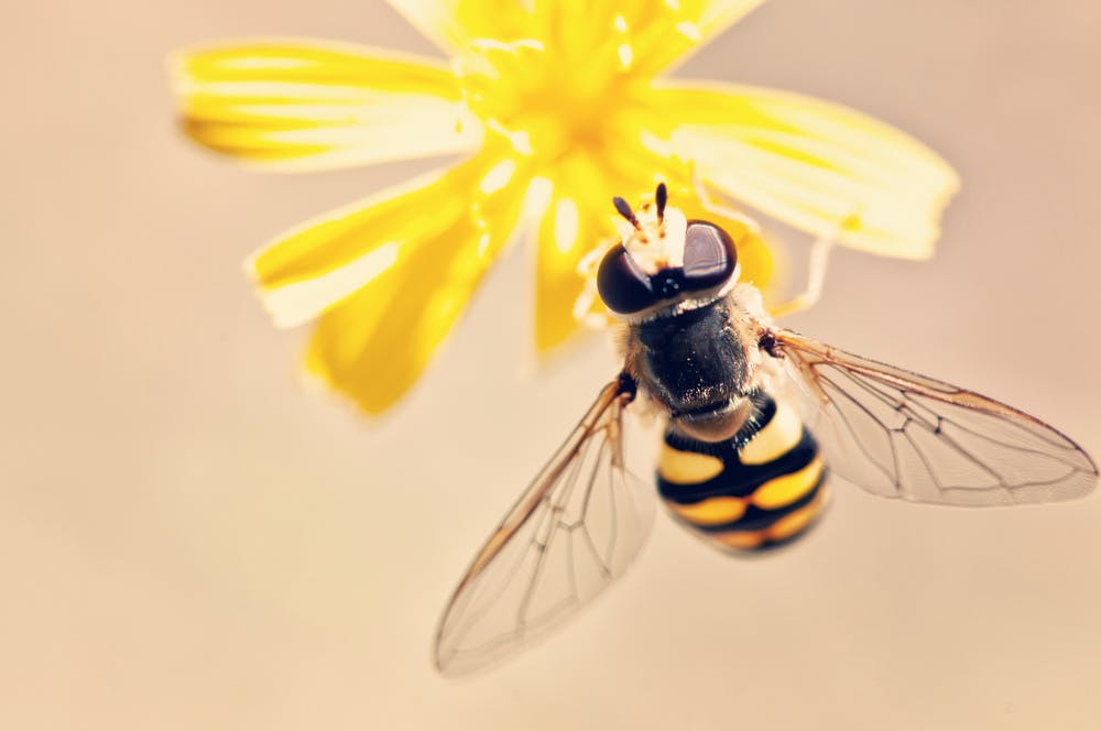 Bild zum Schritt 5 für das Bastel- und DIY-Abenteuer für Kinder: '... eine Biene'