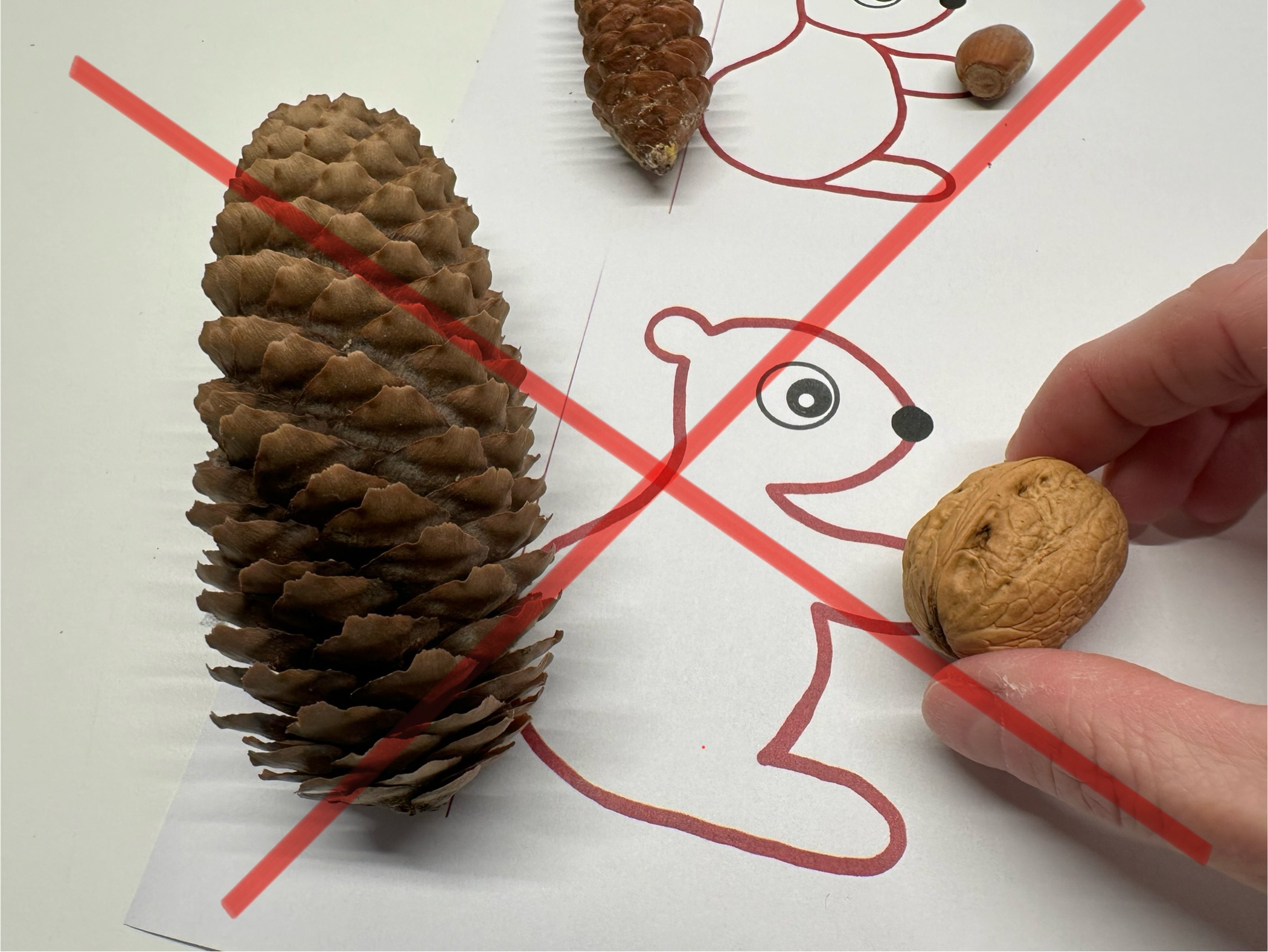 Bild zum Schritt 3 für das Bastel- und DIY-Abenteuer für Kinder: 'Das Größenverhältnis muss einigermaßen passen, da das Eichhörnchen sonst beim...'