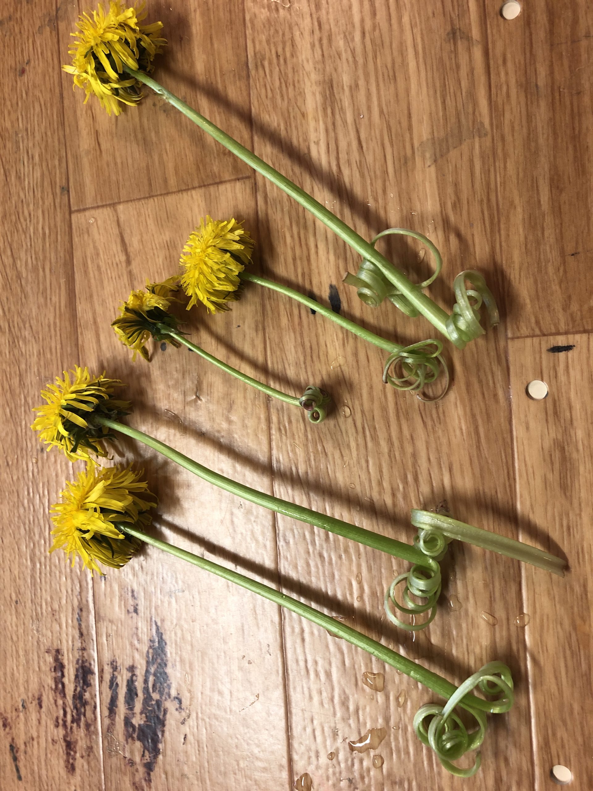 3. Bild zum Schritt 6 für das Bastel- und DIY-Abenteuer für Kinder: 'Verfahrt ebenso mit den anderen Blumen. Danach stellt ihr die...'