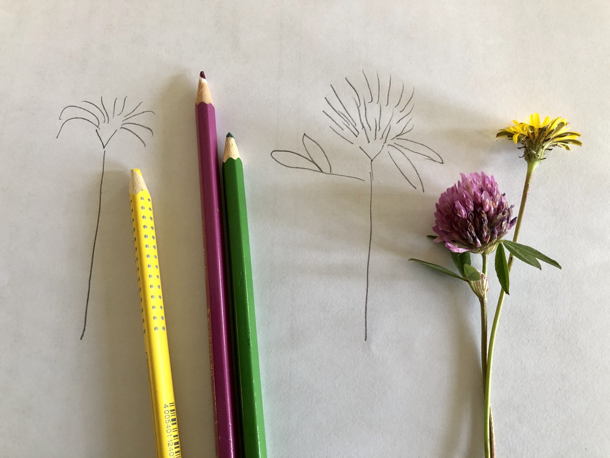 Bild zum Schritt 3 für das Bastel- und DIY-Abenteuer für Kinder: 'Jetzt bunte Stifte in den Farben der Blüten und Blätter...'