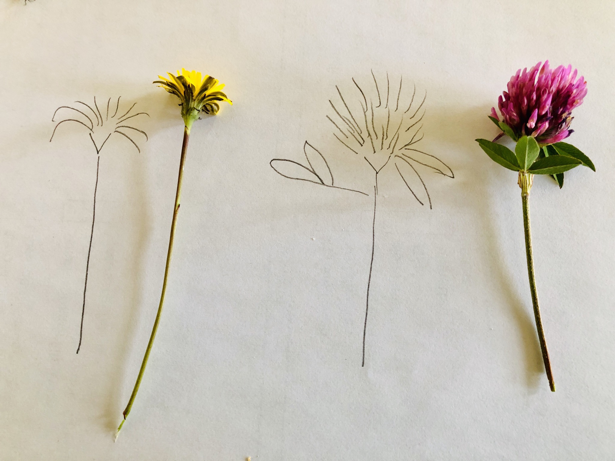 Bild zum Schritt 2 für das Bastel- und DIY-Abenteuer für Kinder: 'Die Blume genau betrachten.   Beobachtungen:   -...'