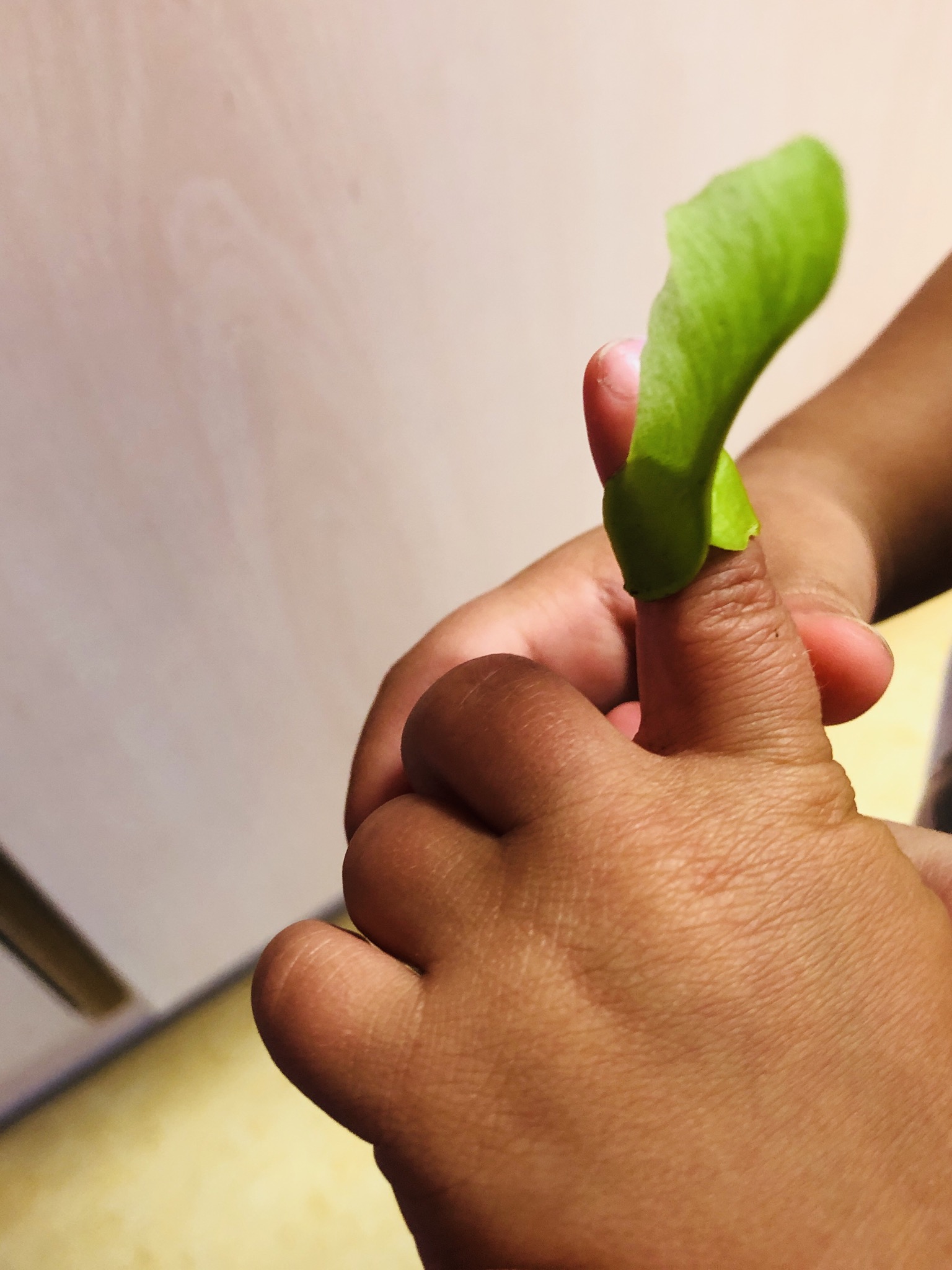 Bild zum Schritt 5 für die Kinder-Beschäftigung: 'Als Erstkontakt mit den Samen empfiehlt es sich tatsächlich, den...'