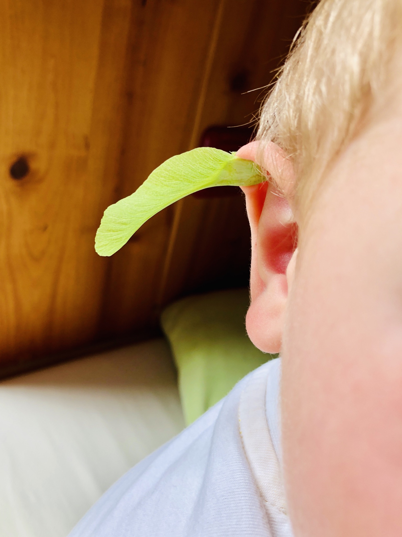 Bild zum Schritt 7 für die Kinder-Beschäftigung: 'Eine lustige Idee ist auch die Befestigung am Ohr! ...'