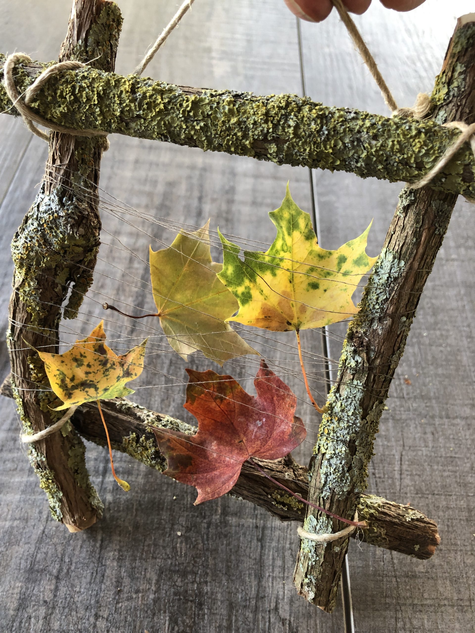 2. Bild zum Schritt 12 für das Bastel- und DIY-Abenteuer für Kinder: 'Sammelt bunte Herbstblätter und flechtet sie in das Fadennetz ein.'