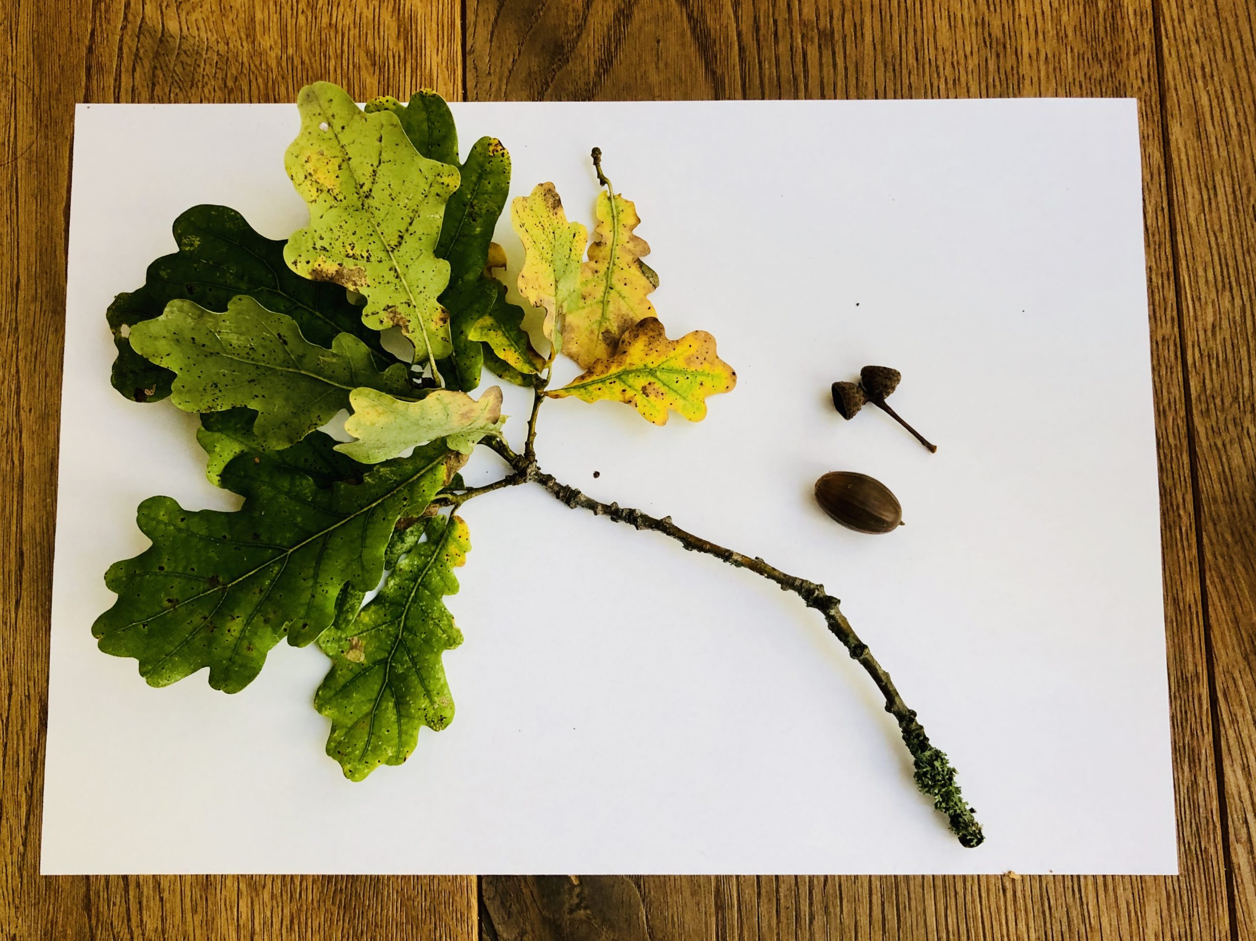 Bild zum Schritt 2 für das Bastel- und DIY-Abenteuer für Kinder: 'Jetzt können die Kinder die Blätter auswählen und die Früchte...'