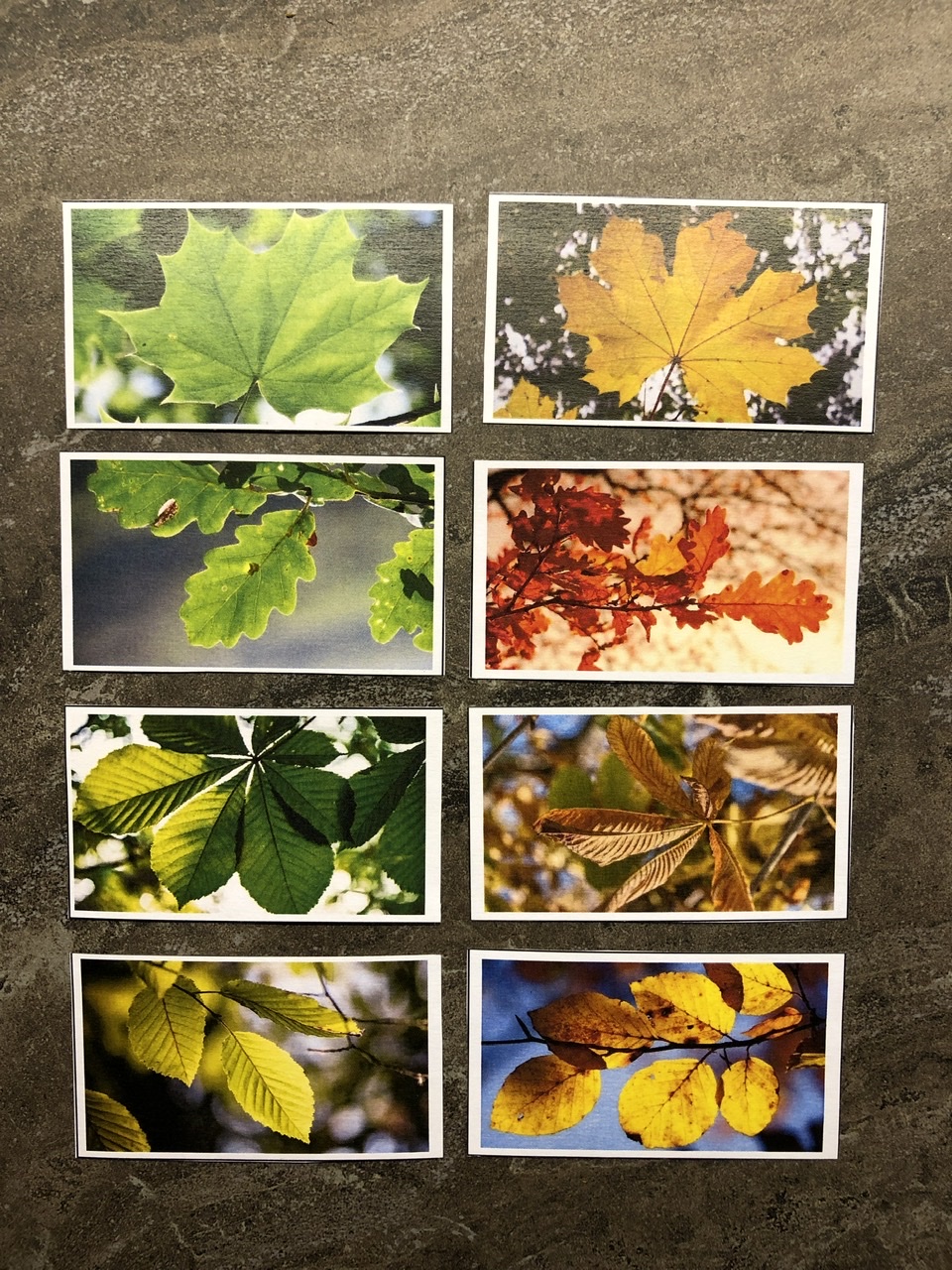 4. Bild zum Schritt 5 für das Bastel- und DIY-Abenteuer für Kinder: 'Die grünen Sommerblätter den bunten Herbstblättern zuordnen!'
