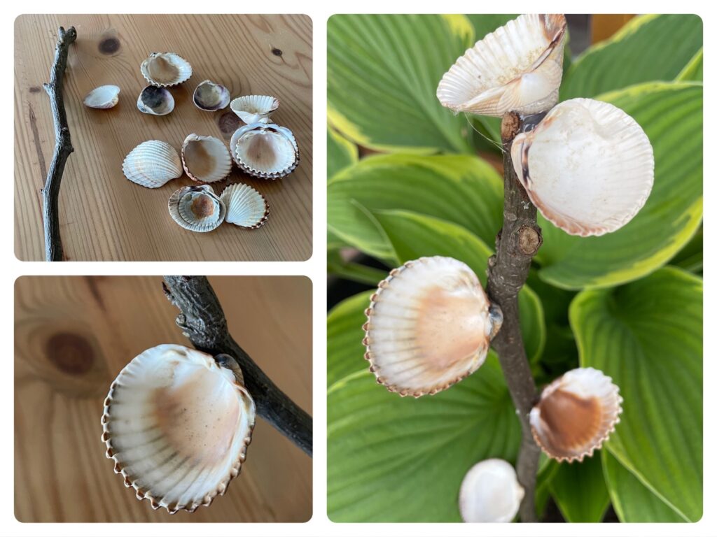 Bienentränke aus Muscheln bauen