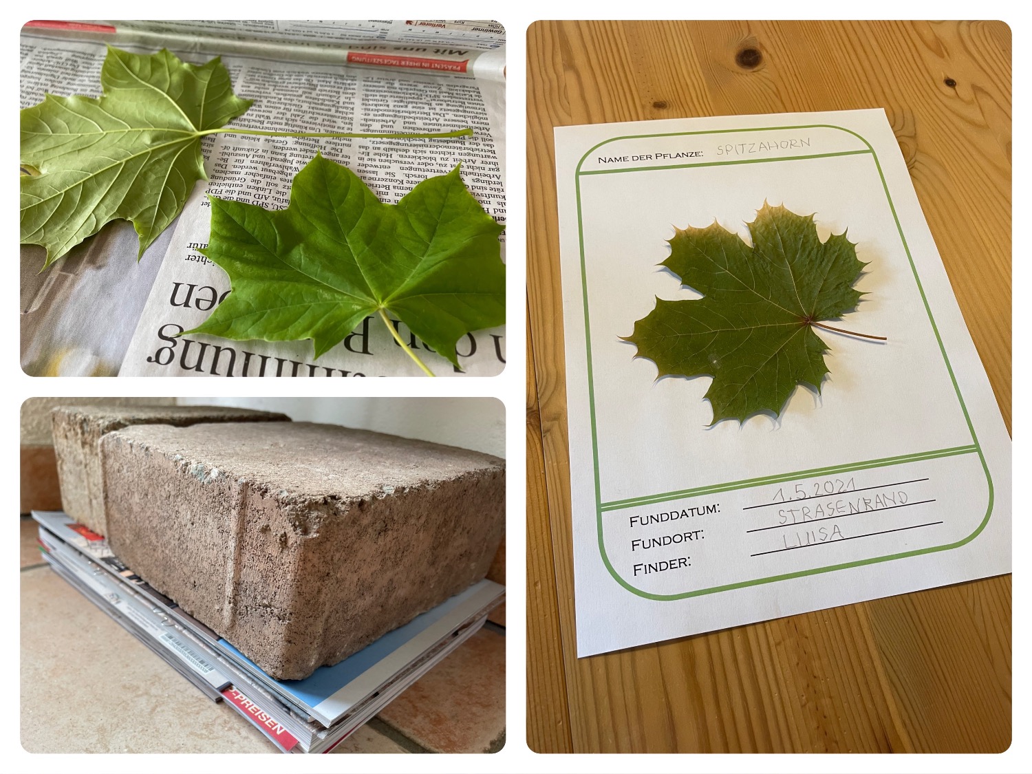 Titelbild zur Bastel- und DIY-Idee für Kinder '(789) Herbarium gestalten – 3 Ideen mit Vorlagen'