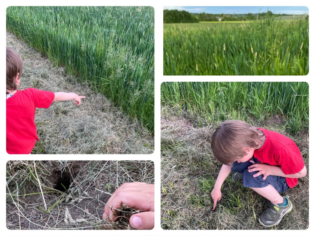 Wühlmaus Höhleneingänge entdecken