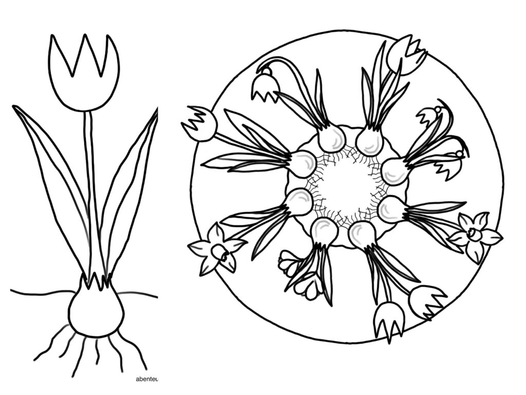 Ausmalbilder/ Mandalas Blumenzwiebeln (+Infos)