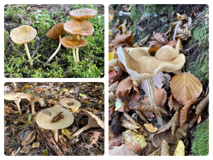Titelbild zur Bastel- und DIY-Idee für Kinder '(680) Spielideen im Wald – Das Pilz -Spiel'