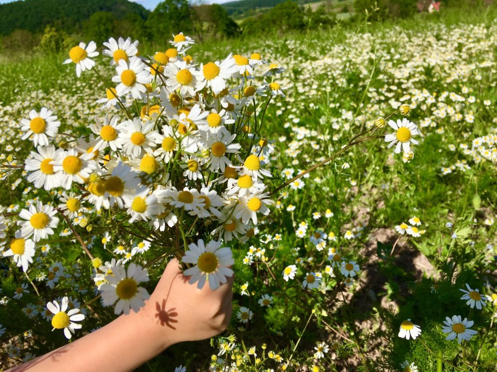 Kamille pflücken und trocknen