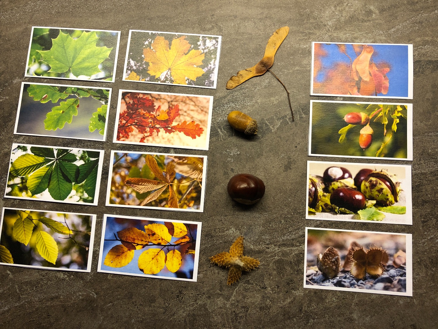 Titelbild zur Bastel- und DIY-Idee für Kinder '(418) Herbstblätter + Früchte zuordnen (viele Varianten)'
